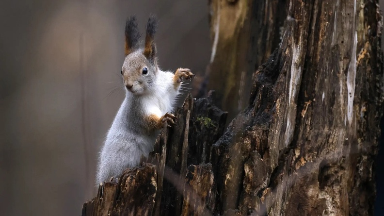 Squirrel, Izmailovo park, Moscow, Russia
